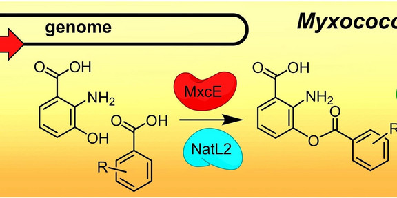 Myxococcus xanthus as Host for the Production of Benzoxazoles