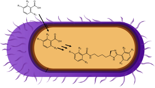 Whole cell biotransformation