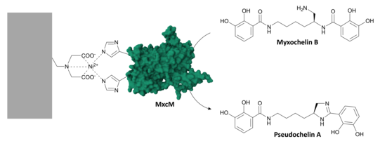 Research Topic enzymatic biotransformation and enzyme reactors MxcM