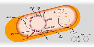 A sectional view of a bacterial cell with pictorial elements to illustrate chemical/biological components