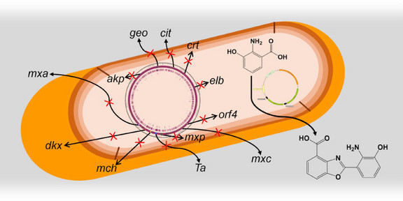 A sectional view of a bacterial cell with pictorial elements to illustrate chemical/biological components