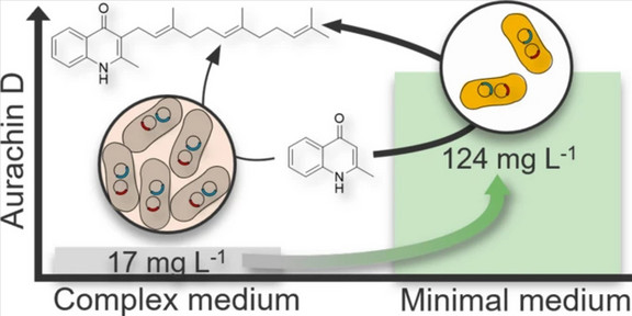 Glycerol-mediated improvement of heterologous aurachin D production in E. coli
