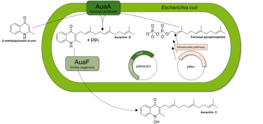 Aurachin C synthesis