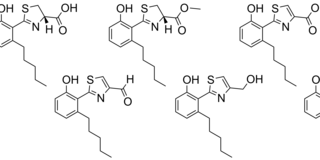 Intermediates shunt products of massiliachelin biosynthesis in Massilia sp. Nr 4-1