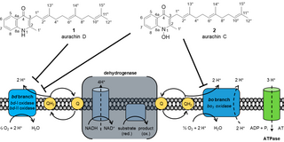 Aurachins, Bacterial Antibiotics Interfering with Electron Transport Processses